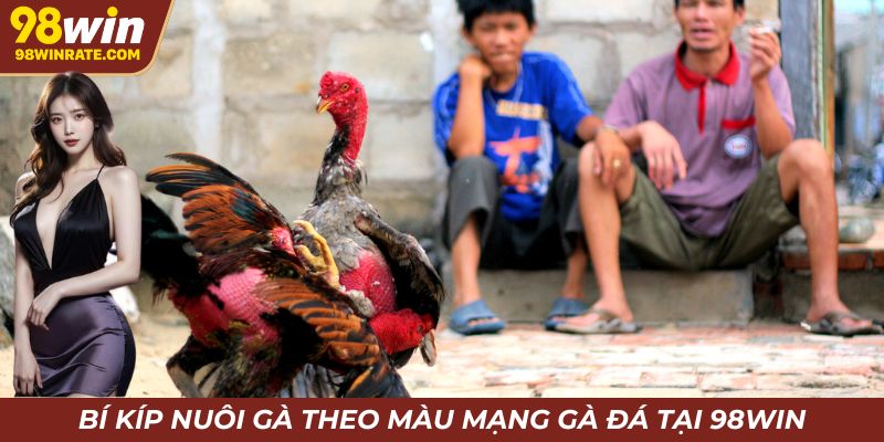 Bí kíp nuôi gà theo màu mạng gà đá tại 98win