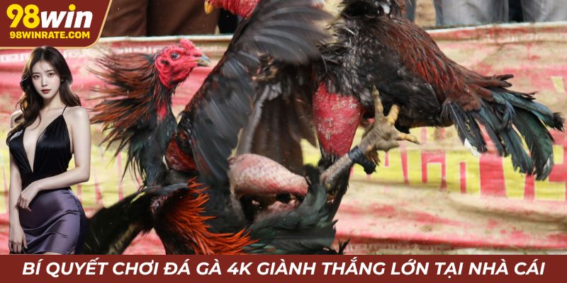 Bí quyết chơi đá gà 4k giành thắng lớn tại nhà cái