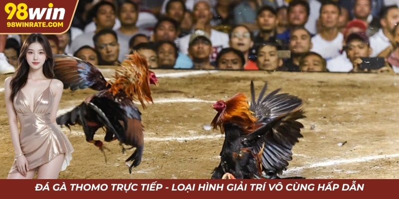ảnh bìa đá gà thomo trực tiếp