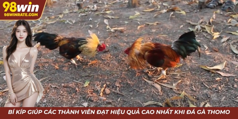 Bí kíp giúp các thành viên đạt hiệu quả cao nhất khi đá gà Thomo
