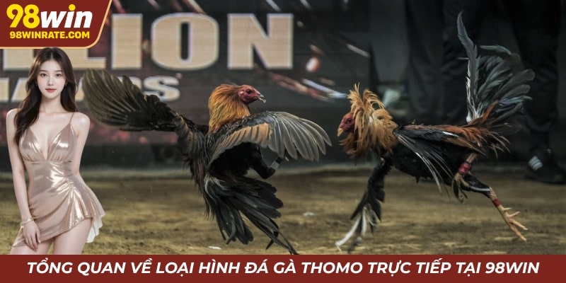 Tổng quan về loại hình đá gà Thomo trực tiếp tại 98win